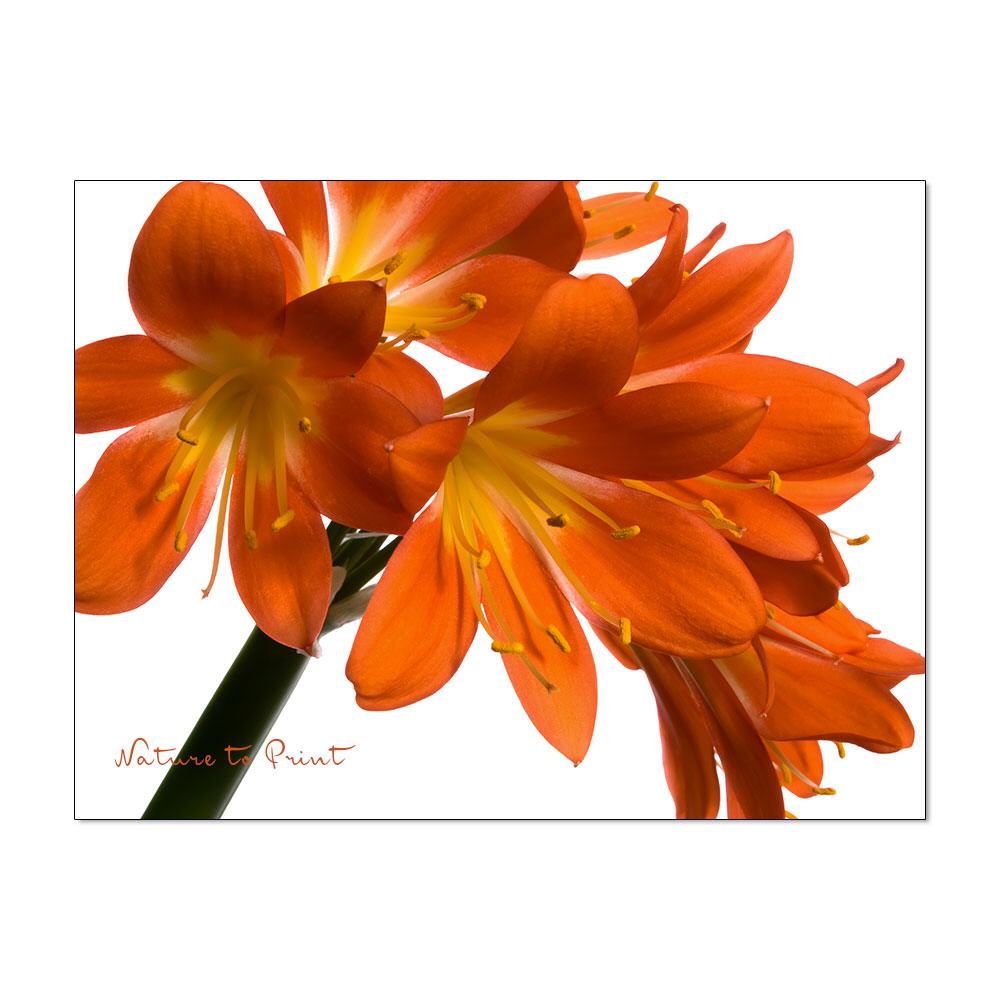 Blütenfeuerwerk | Blumenbild auf Leinwand, Kunstdruck,Acrylglas, Alu, Kissen