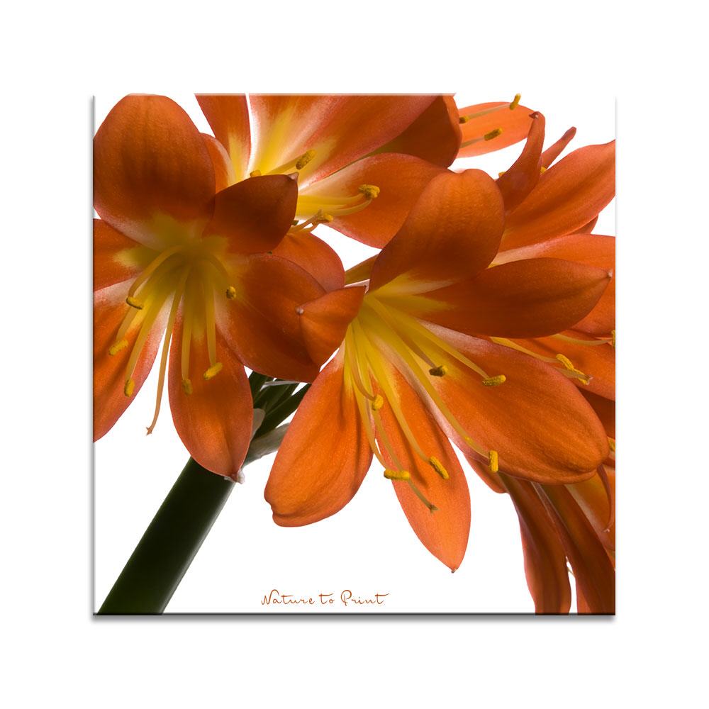 Clivia | Quadratisches Blumenbild auf Leinwand