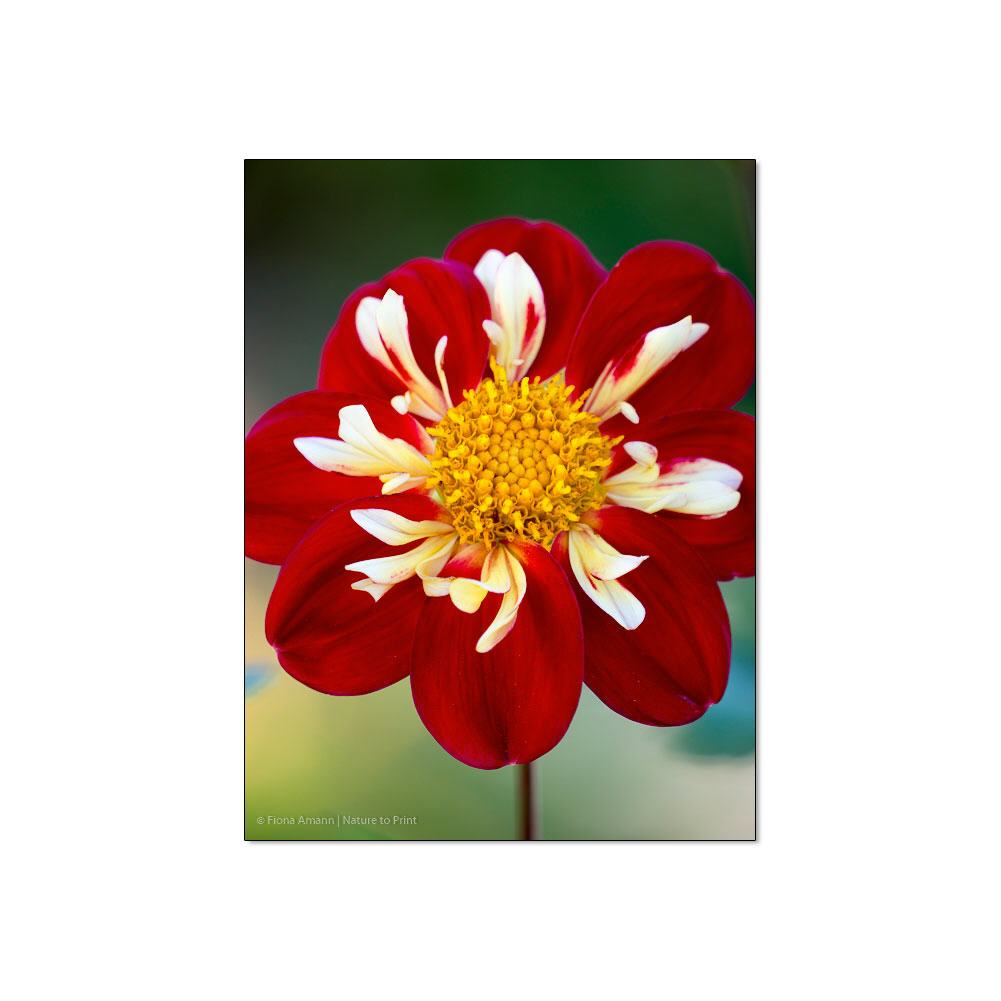 Großer Auftritt einer Dahlie  | Blumenbild auf Leinwand, Kunstdruck, FineArt, Acrylglas, Alu-Dibond, Blumenkissen, Fototapete