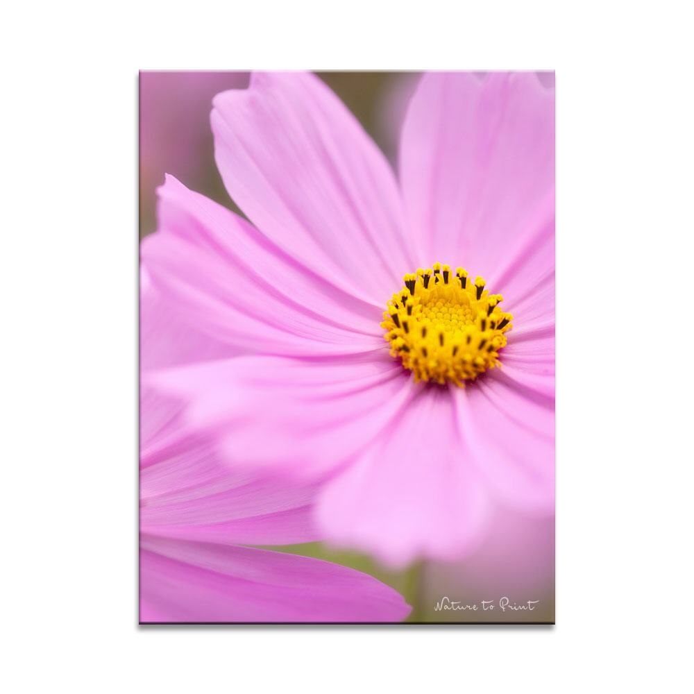 Rosa Cosmos | Blumenbild auf Leinwand, Kunstdruck, FineArt, Acrylglas, Alu, Fototapete, Kissen