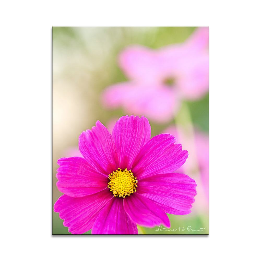 Rosa Blüten schweben | Blumenbild auf Leinwand, Kunstdruck, FineArt, Acrylglas, Alu, Fototapete, Kissen
