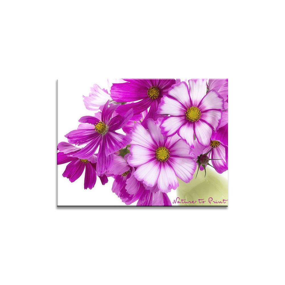Blumenbild Spaß mit pink Cosmea