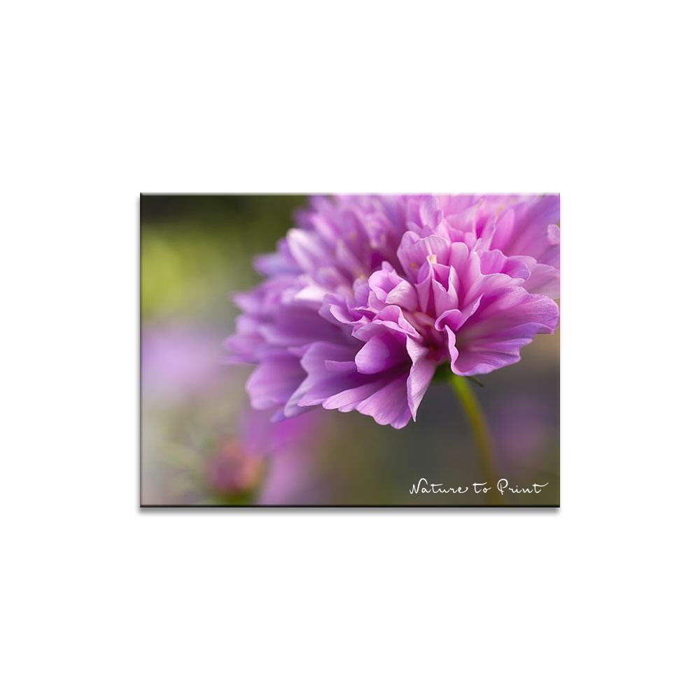 Cosmea im Rüschenkleid | Blumenbild auf Leinwand, Kunstdruck,Acrylglas, Alu, Kissen
