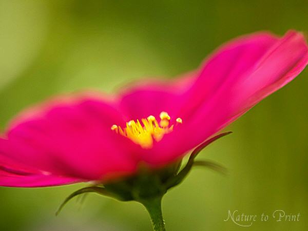 Blumenbild Pink Flower in Motion