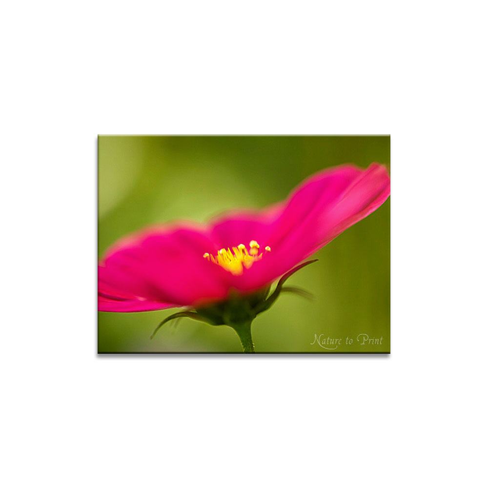 Pink Flower in Motion | Blumenbild auf Leinwand, Kunstdruck, FineArt, Acrylglas, Alu, Fototapete, Kissen