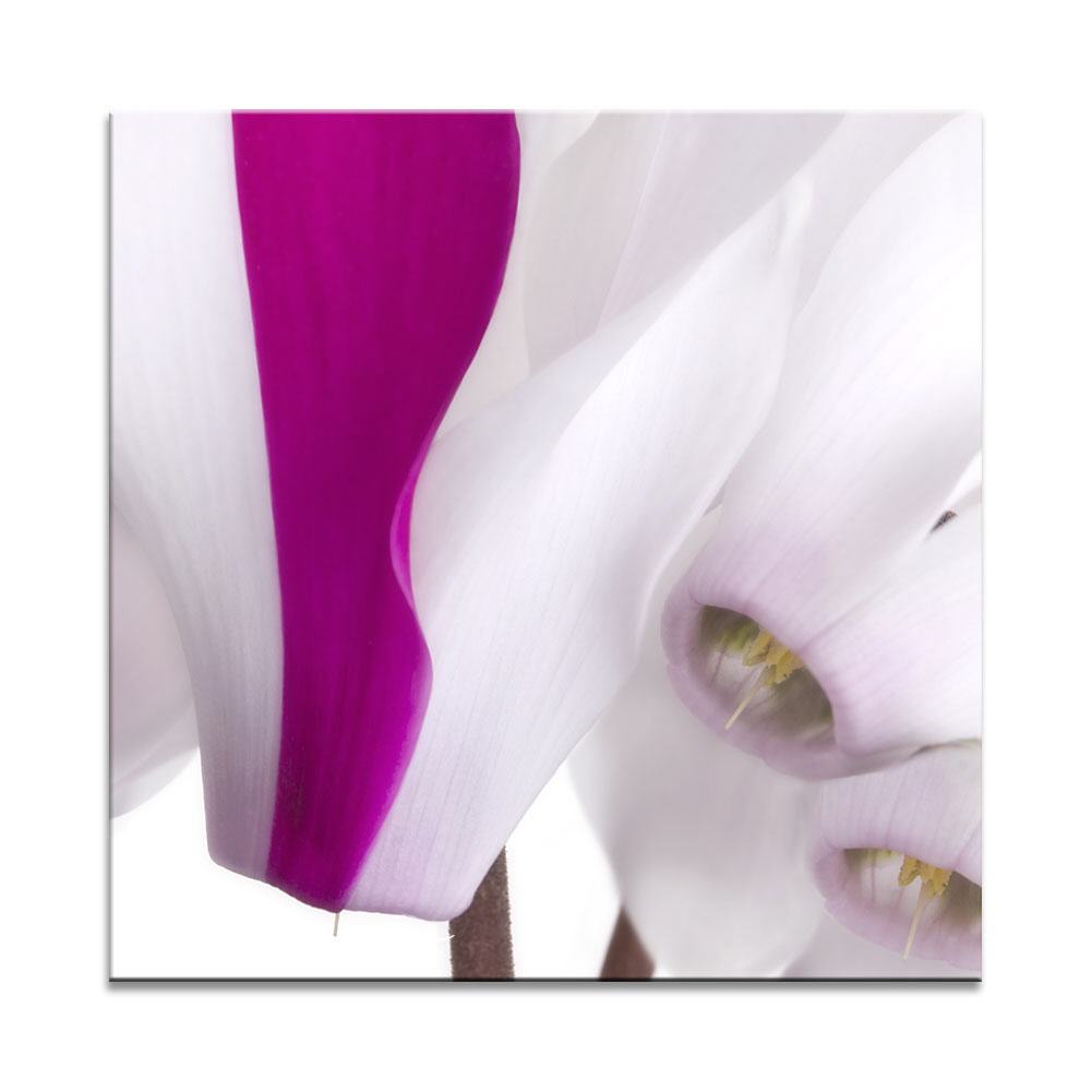 Zarte Cyclamen | Quadratisches Blumenbild auf Leinwand