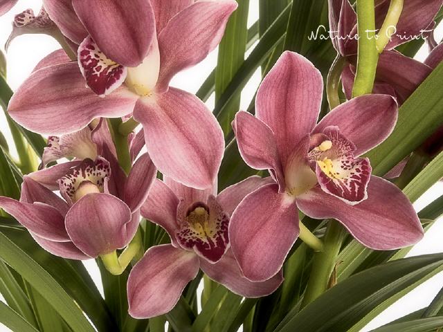 Blumenbild Geheimnisvolle Orchidee