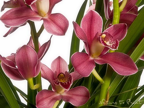 Blumenbild Himalaya-Orchidee