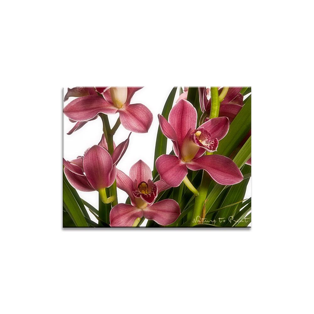 Himalaya-Orchidee  Blumenbild auf Leinwand, Kunstdruck oder FineArt