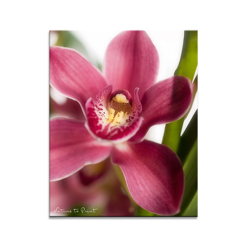 Blumenbild: Weinrote Cymbidium-Orchidee