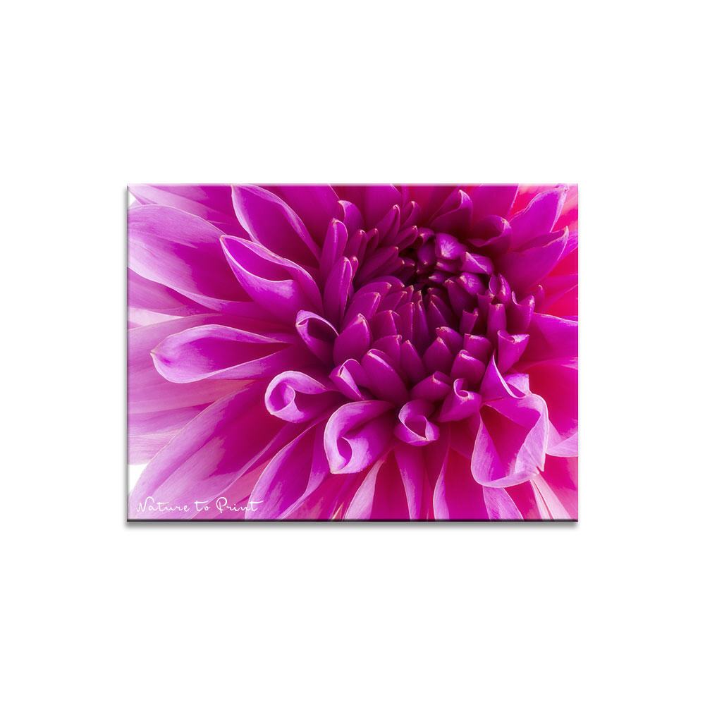 Pink Heart  | Blumenbild auf Leinwand, Kunstdruck, FineArt, Acrylglas, Alu-Dibond, Blumenkissen, Fototapete