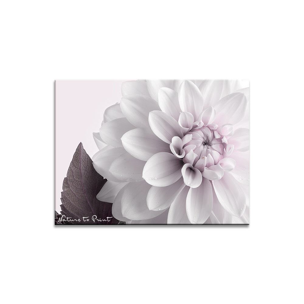 Sweet and Rosy  | Blumenbild auf Leinwand, Kunstdruck, Acrylglas, Alu, Kissen