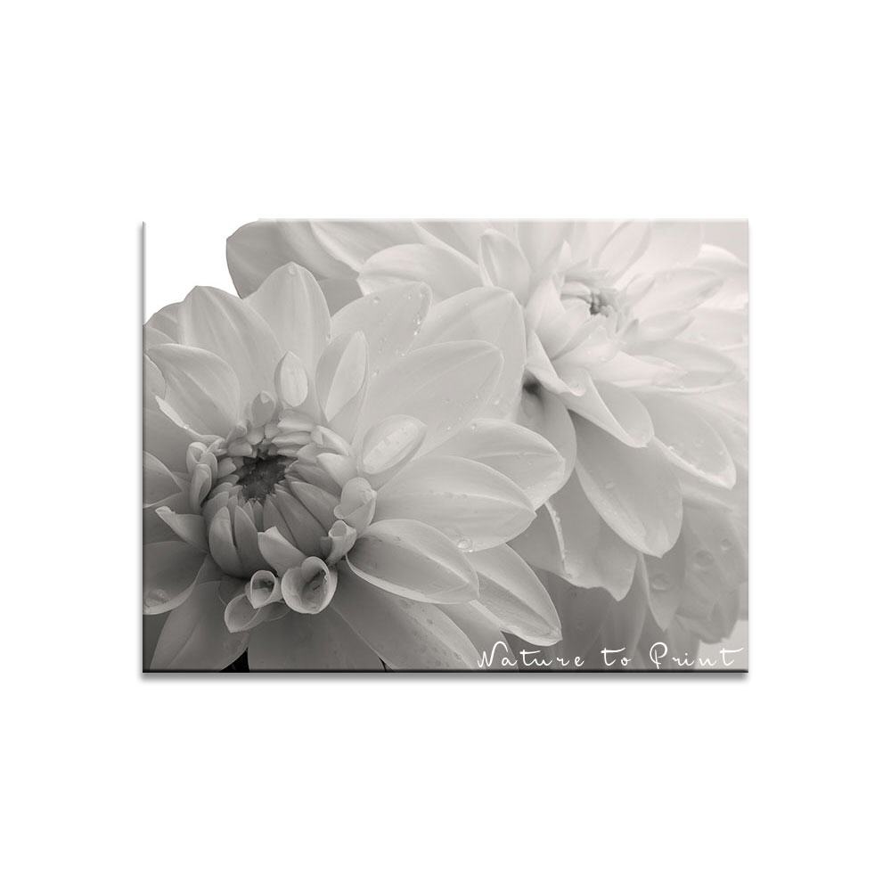 Blumenbild Dahlien in Sepia