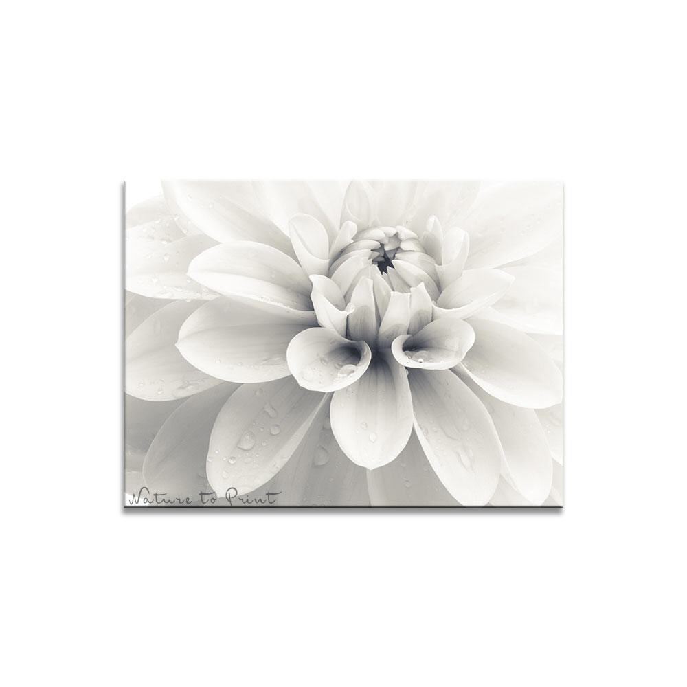 Blumenbild White Dahlia