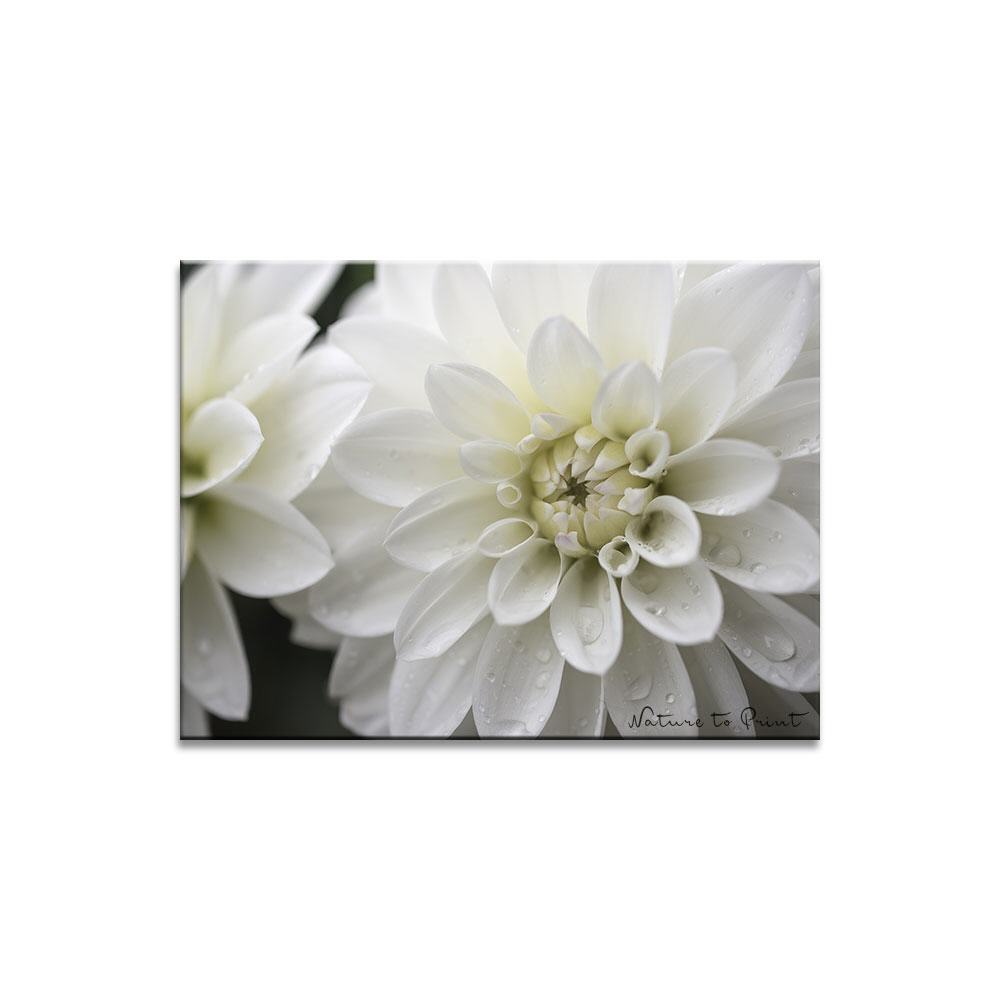 Dahlie, taufrisch am Morgen  | Blumenbild auf Leinwand, Kunstdruck, FineArt, Acrylglas, Alu-Dibond, Blumenkissen, Fototapete