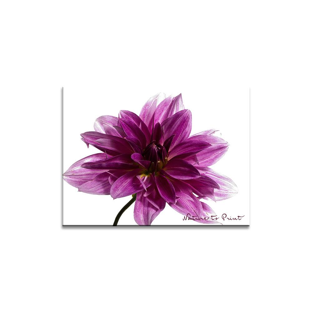 Dahlie in voller Pracht & Schönheit  | Blumenbild auf Leinwand, Kunstdruck,Acrylglas, Alu, Kissen