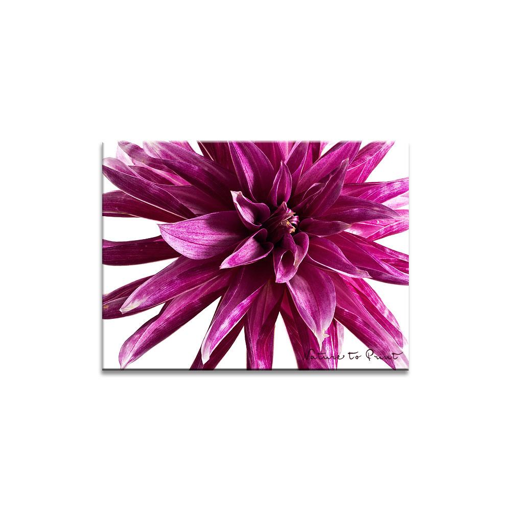 Purpur Dahlie Zebra  | Blumenbild auf Leinwand, Kunstdruck, FineArt, Acrylglas, Alu-Dibond, Blumenkissen, Fototapete