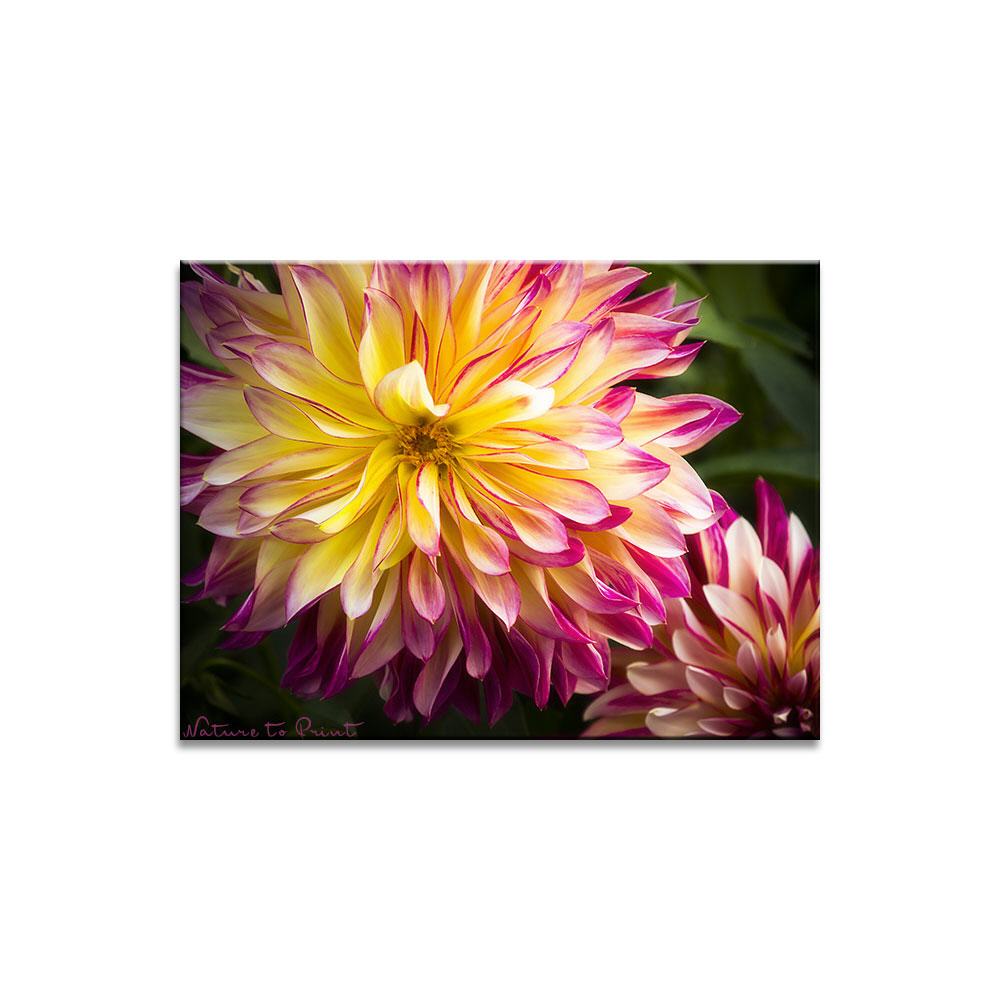 Feuerwerk der Farben  | Blumenbild auf Leinwand, Kunstdruck,Acrylglas, Alu, Kissen