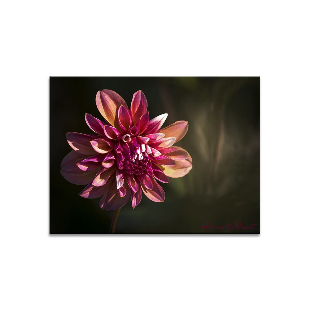 Herbstspektakel einer Dahlie  | Blumenbild auf Leinwand, Kunstdruck, FineArt, Acrylglas, Alu-Dibond, Blumenkissen, Fototapete