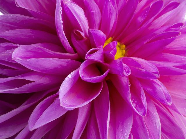 Blumenbild Pink Sensation