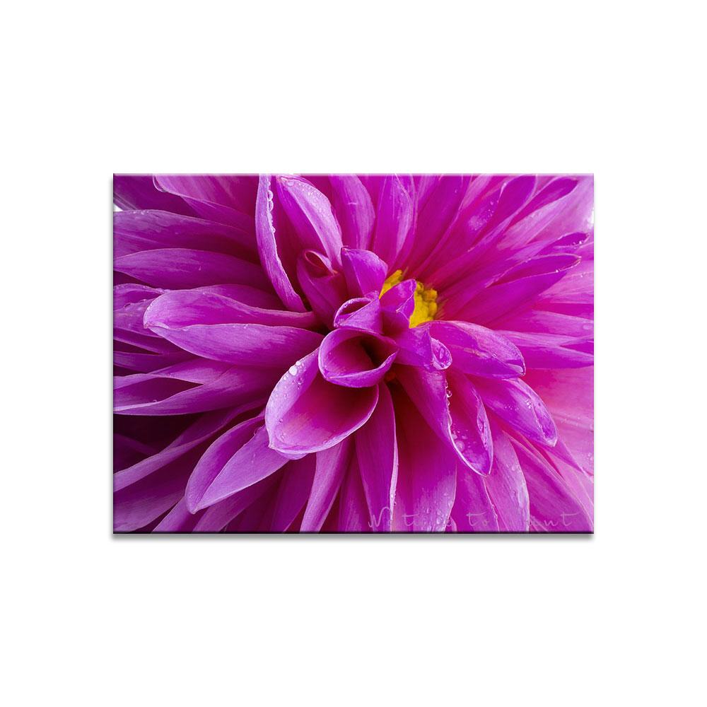 Pink Sensation  | Blumenbild auf Leinwand, Kunstdruck, FineArt, Acrylglas, Alu-Dibond, Blumenkissen, Fototapete