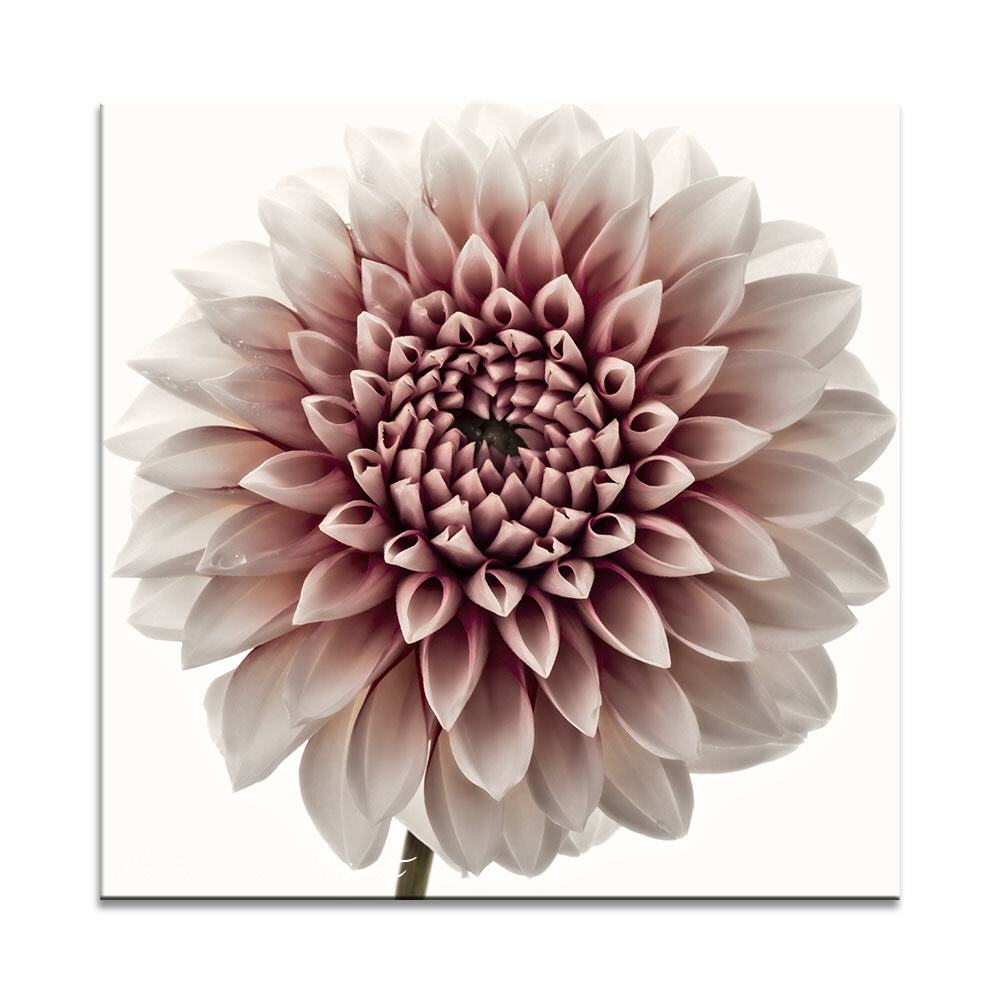 Gezähmte Roxana | Quadratisches Blumenbild auf Leinwand