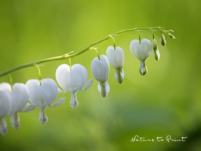 Blumenbild Weiße Herzblüten