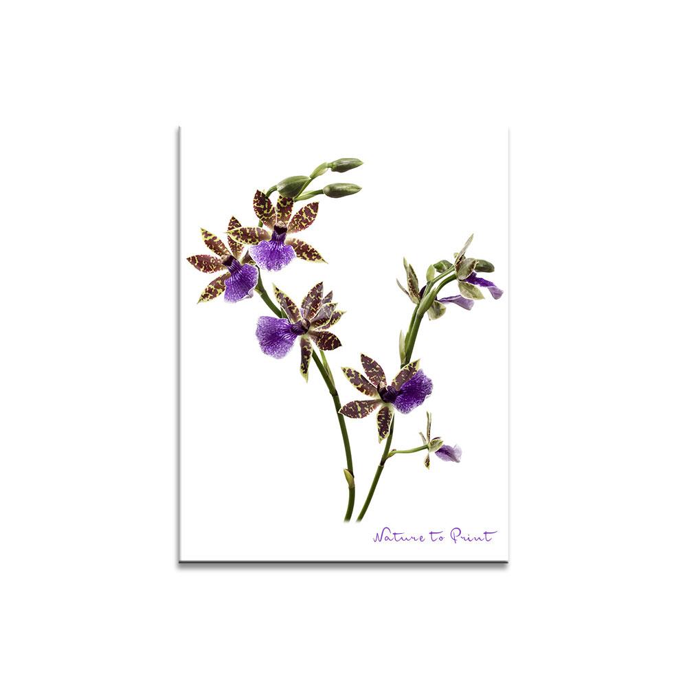 Duftorchidee Blumenbild auf Leinwand, Kunstdruck, Acrylglas, Alu, Kissen