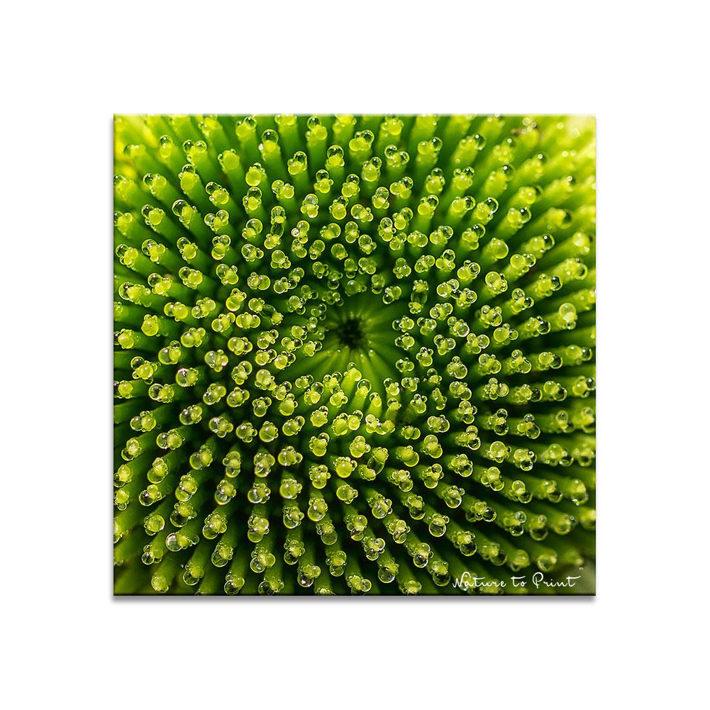 Naturwunder |  Quadratisches Blumenbild auf Leinwand