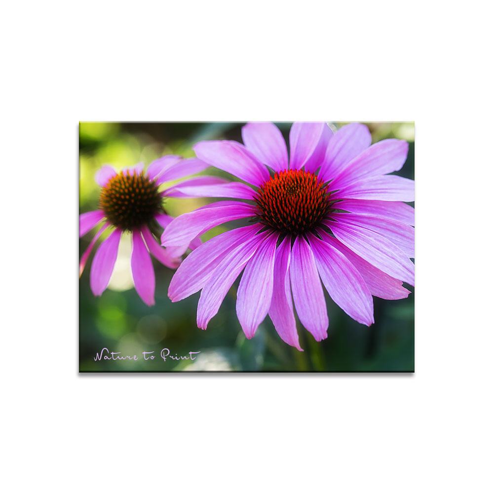 Echinacea, bildschöne Apothekerin  | Blumenbild auf Leinwand, Kunstdruck, FineArt, Acrylglas, Alu-Dibond, Blumenkissen, Fototapete