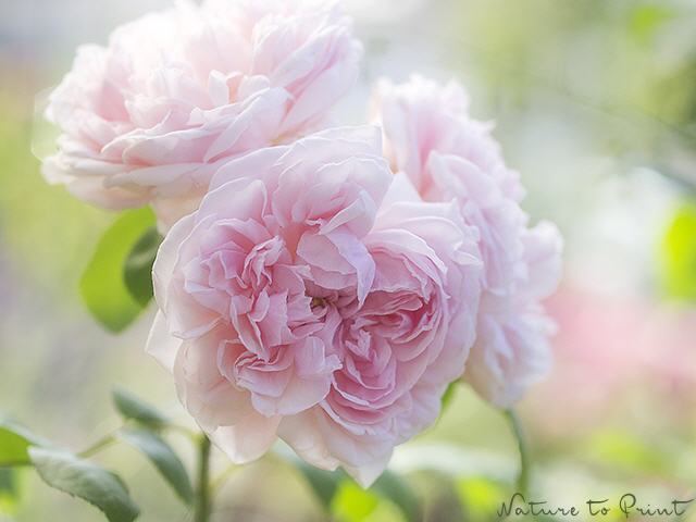 Blumenbild Dreamy Roses