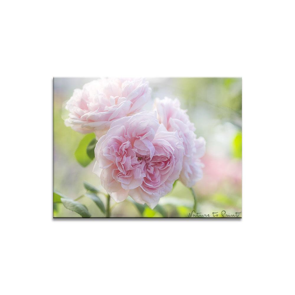 Dreamy Roses (Eglantyne)