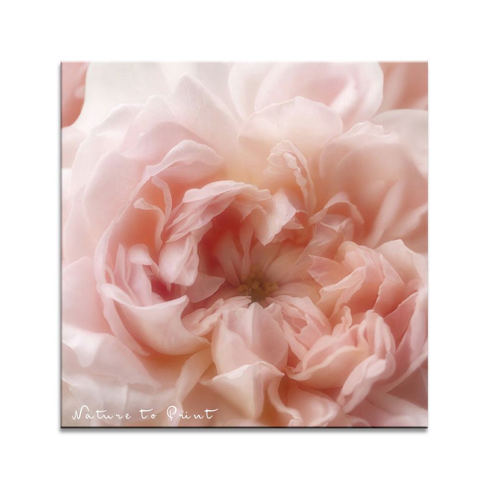 Quadratisches Leinwandbild Rose Eglantyne