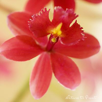 Rote Orchidee, Kissen mit Inlett