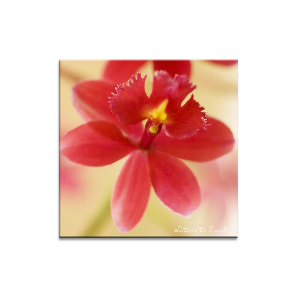 Rote Orchidee | Quadratisches Blumenbild auf Leinwand