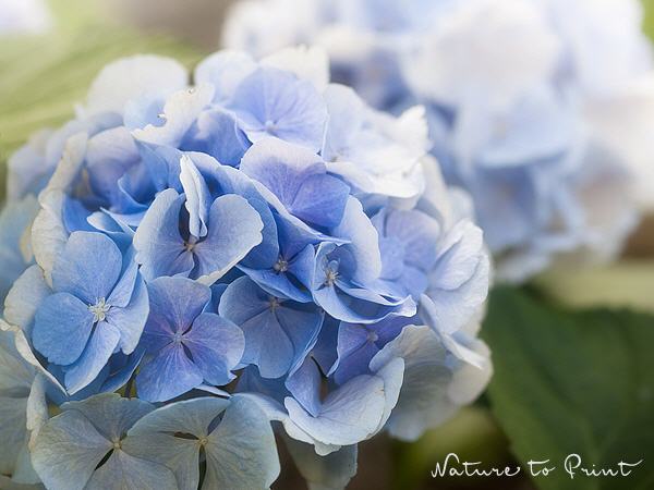 Blumenbild Blaue Hortensie