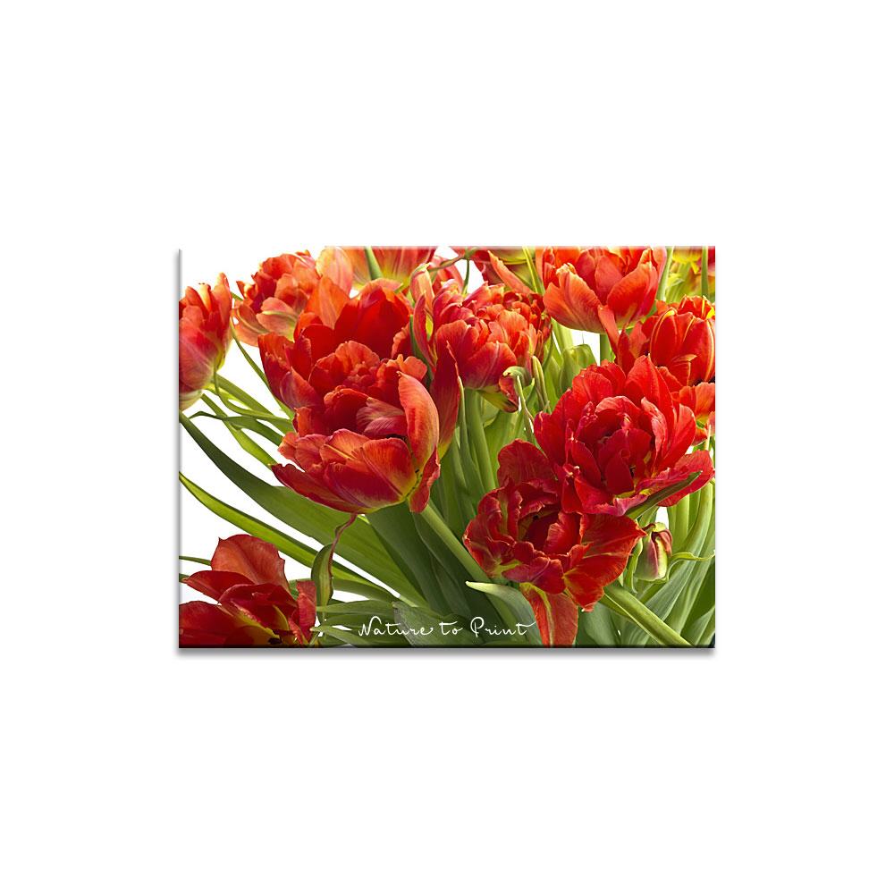 Feuerrote Tulpen Blumenbild auf Leinwand, Kunstdruck, Acrylglas, Alu, Kissen
