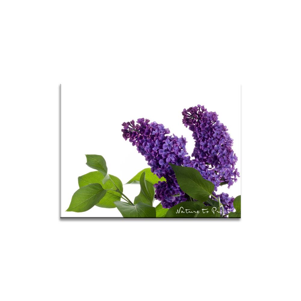 Violetter Flieder  | Blumenbild auf Leinwand, Kunstdruck, FineArt, Acrylglas, Alu, Fototapete, Kissen