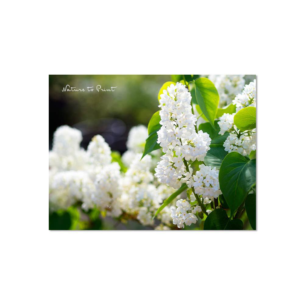 Weißer Flieder im Mai, Blumenbild auf Leinwand, Kunstdruck, FineArt, Acrylglas, Alu, Kissen