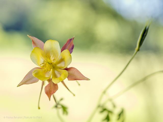 Blumenbild Akelei mit Aussicht