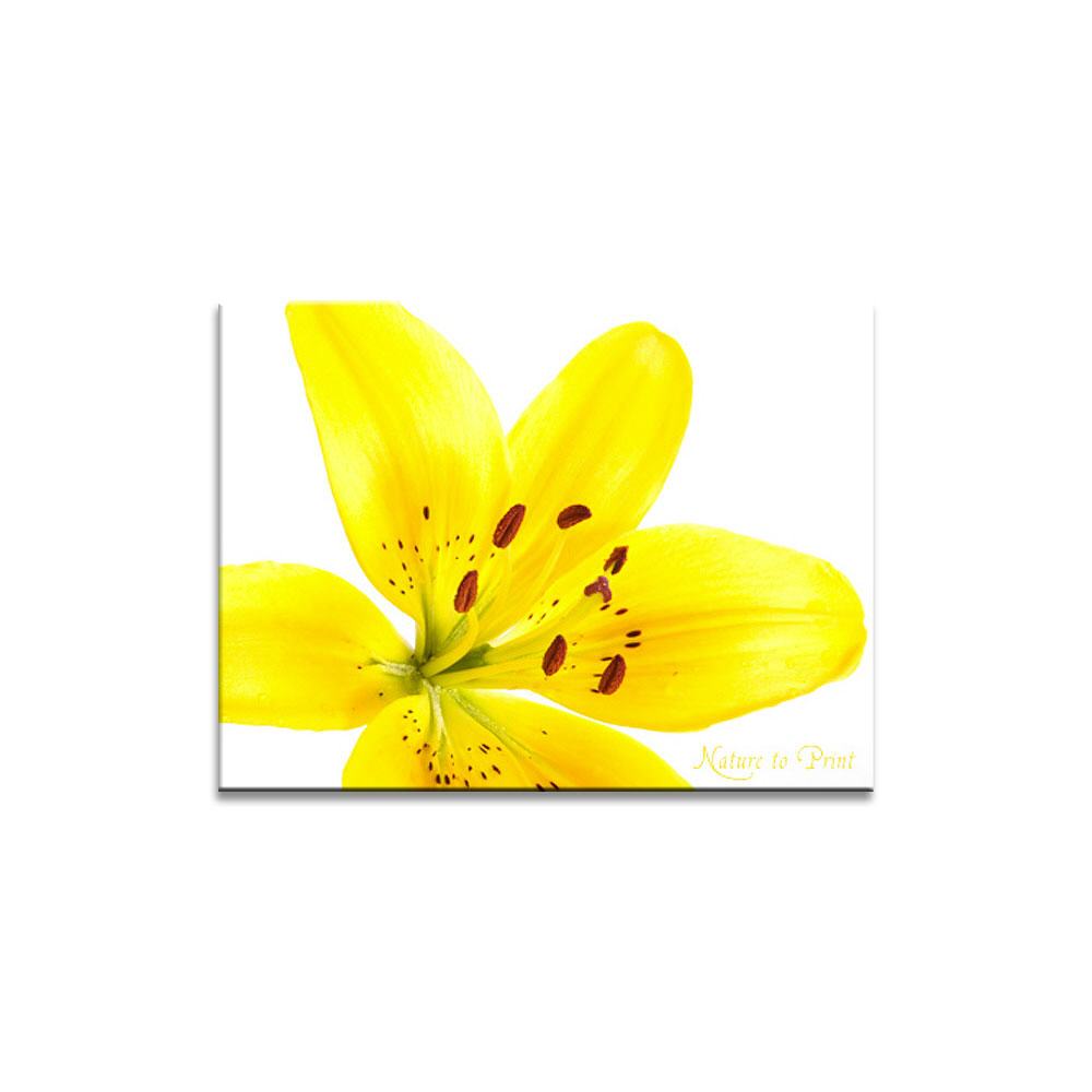 Blumenbild Schmuckstück Lilie