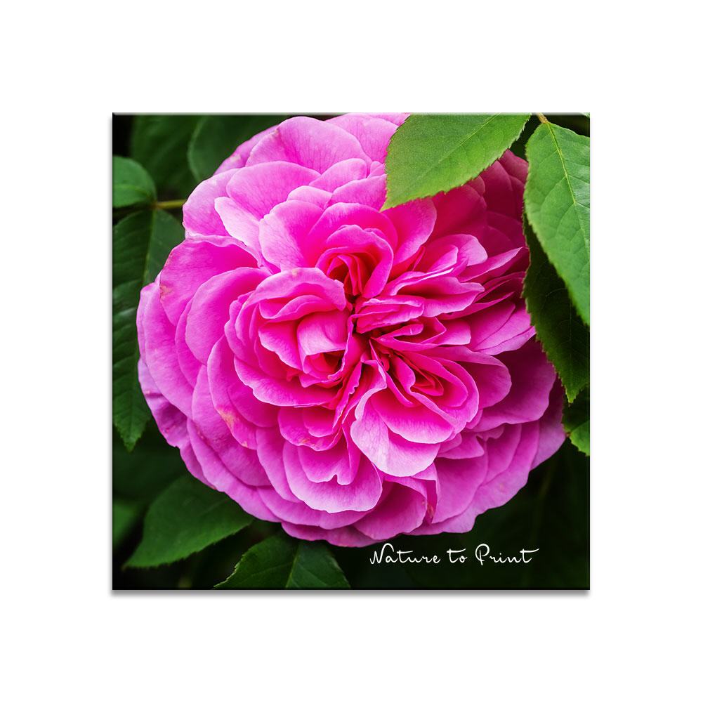 Rose Gertrude Jekyll | Quadratisches Rosenbild auf Leinwand