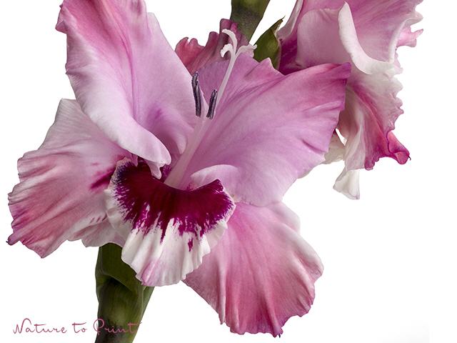 Blumenbild Diva Gladiole übt Ausdruckstanz