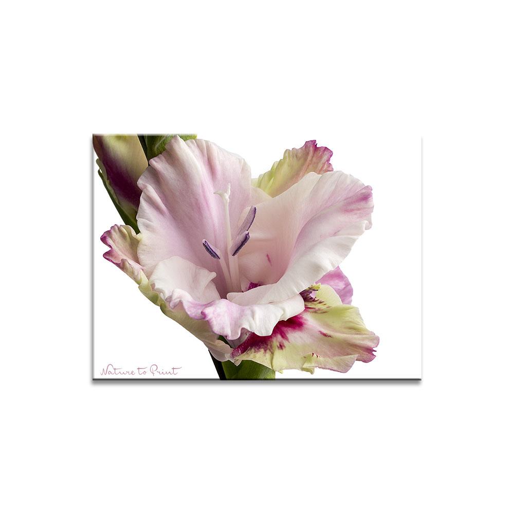 Stolz und Stärke einer Gladiole  Blumenbild auf Leinwand, Kunstdruck, Acrylglas, Alu, Kissen