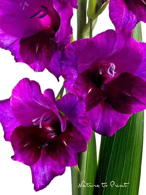 Blumenbild Violette Gladiole