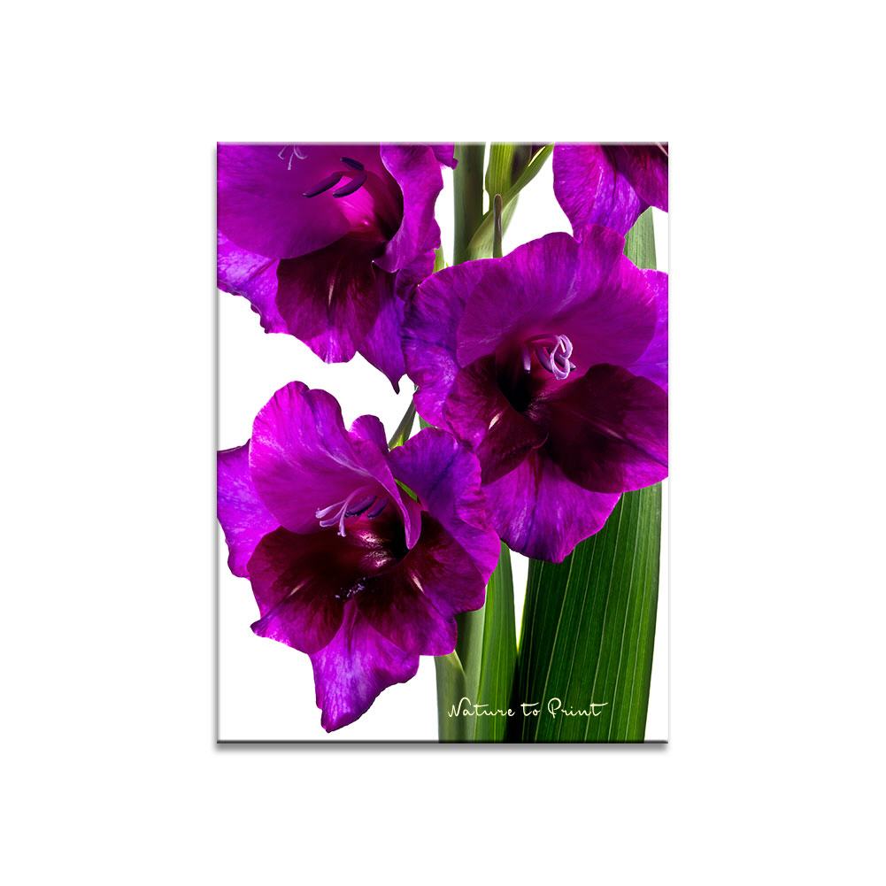 Violette Gladiolen  Blumenbild auf Leinwand, Kunstdruck, Acrylglas, Alu, Kissen