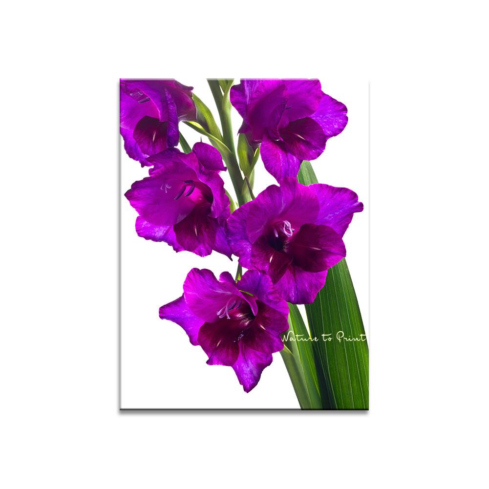 Violette Leidenschaft  Blumenbild auf Leinwand, Kunstdruck, Acrylglas, Alu, Kissen