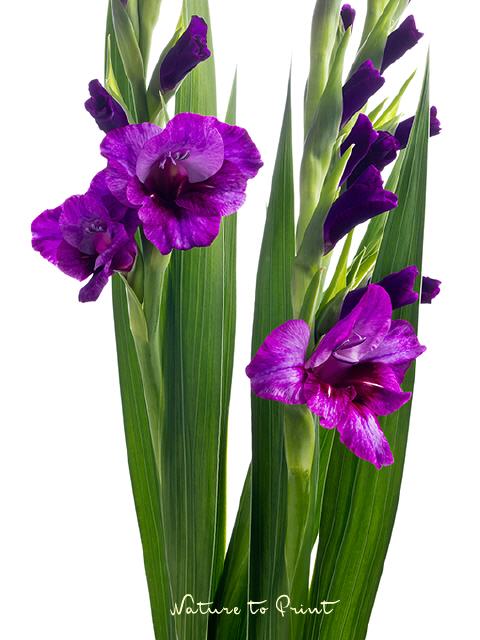 Blumenbild Elegante Gladiolen