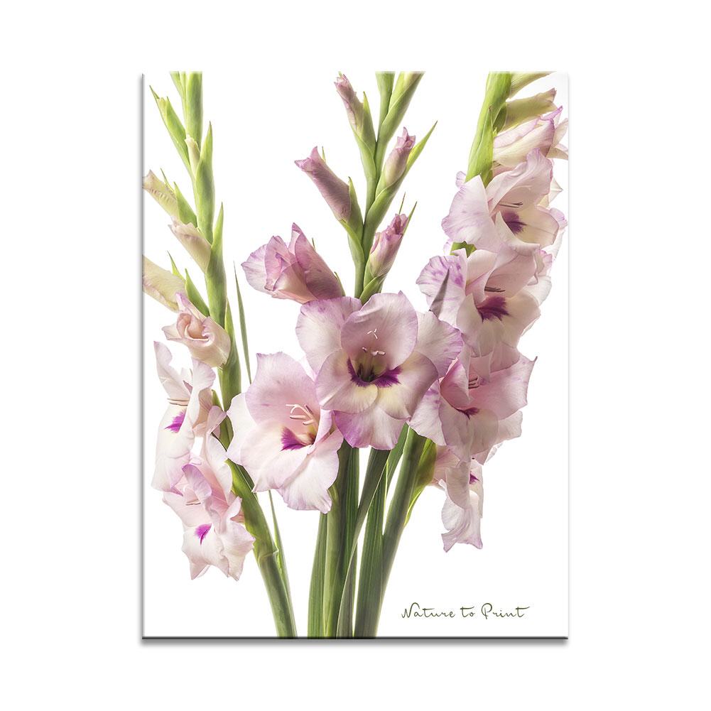 Drei Gladiolen  | Blumenbild auf Leinwand, Kunstdruck, FineArt, Acrylglas, Alu, Fototapete, Kissen