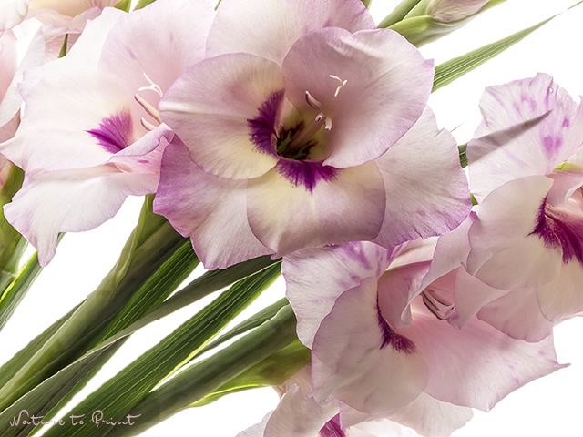 Blumenbild Prachtvolle Gladiolen